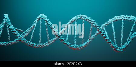 DNA, Deoxyribonukleinsäure, Struktur des Doppelhelix-Moleküls, Polynucleotidketten, Atome, Stränge der menschlichen genetischen Struktur 3D-Modelldarstellung Stockfoto