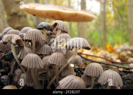 Coprinellus disseminatus - graue kleine Pilze, die in einem großen Haufen auf einem alten Baum wachsen. Beginnen Sie im Herbst in Europa und Asien zu wachsen. Stockfoto