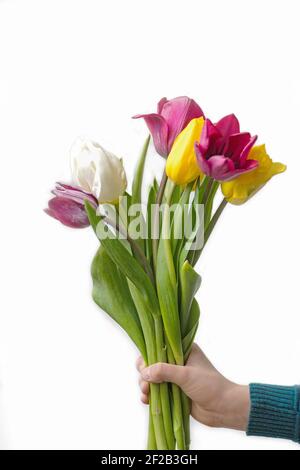 Bouquet von hellen bunten Tulpen in der Hand eines Kindes die Konzept der Glückwünsche und Feiertage auf weißem Hintergrund Stockfoto