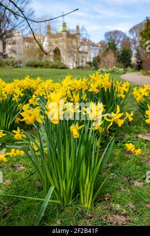 Brighton UK 11th March 2021 - Narzissen in Blüte in Pavilion Gardens Brighton als stürmisches Wetter kämpft die Südküste heute : Credit Simon Dack / Alamy Live News Stockfoto