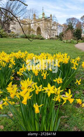 Brighton UK 11th March 2021 - Narzissen in Blüte in Pavilion Gardens Brighton als stürmisches Wetter kämpft die Südküste heute : Credit Simon Dack / Alamy Live News Stockfoto