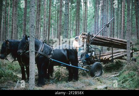 Arbeiten im Wald in der 1970s. Ein Mann arbeitet in seinem Wald und schneidet Bäume ab, um sie auf einem mit seinem Pferd zu seinem Haus oder dem Sägewerk zu transportieren. Zwei Pferde ziehen den Wagen mit Holzstämmen beladen. Der Kran wird von einem 2-Takt-Motor und einer Hydraulikpumpe angetrieben, die das Be- und Entladen des Holzes erleichtert. Schweden 1975 Stockfoto