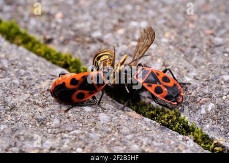 Vespula germanica, Europäische Wespe, Deutsche Wespe oder Deutsche Gelbweste füttert an Pyrrhocoris apterus, Feuerwanzen, rote Feuerwanzen, Linden, sap saugen, re Stockfoto