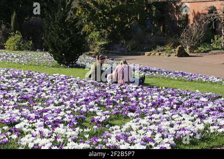 ‘Flower Record’ ‘Pickwick’ und ‘Jeanne d’Arc’ Krokussen, Nadelbaum Rasen, RHS Garden Wisley, Woking, Surrey, England, Großbritannien, Großbritannien, Europa Stockfoto