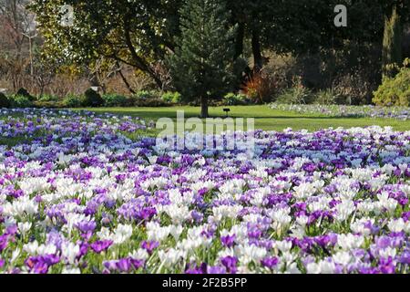 ‘Flower Record’ ‘Pickwick’ und ‘Jeanne d’Arc’ Krokussen, Nadelbaum Rasen, RHS Garden Wisley, Woking, Surrey, England, Großbritannien, Großbritannien, Europa Stockfoto