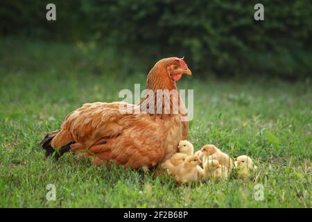 Mutter Henne mit ihren Küken auf dem Feld. Henne mit Hühnern in einem ländlichen Hof. Gallus gallus domesticus. Bio-Geflügelfarm. Natürliche Landwirtschaft. Stockfoto