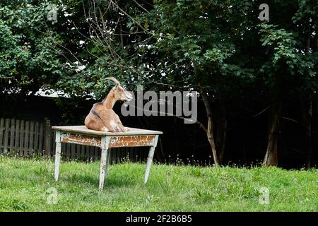 Lustige Hausziege, Capra aegagrus hircus, auf einem Tisch in einem Garten liegend Stockfoto