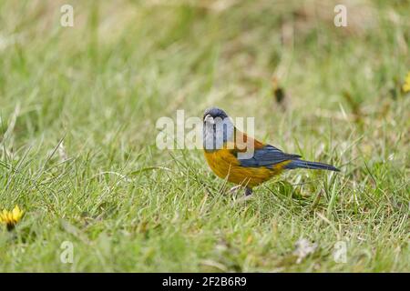 Phrygilus patagonicus, Patagonischer sierra-Fink ist eine Vogelart aus der Familie der Thraupidae mit gelbem Körper und grauem Kopf. Tierra del fuego, Patagon Stockfoto