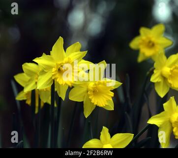 Wales 06 Dezember 2020 Narzissen die das nationale Emblem sind Blume von Wales Bild Von Richard Williams Cardiff Freiberuflicher Fotograf Stockfoto