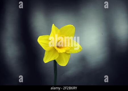 Wales 06 Dezember 2020 Narzissen die das nationale Emblem sind Blume von Wales Bild Von Richard Williams Cardiff Freiberuflicher Fotograf Stockfoto