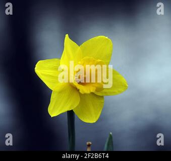 Wales 06 Dezember 2020 Narzissen die das nationale Emblem sind Blume von Wales Bild Von Richard Williams Cardiff Freiberuflicher Fotograf Stockfoto