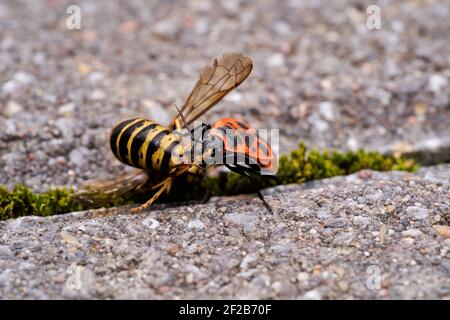 Vespula germanica, Europäische Wespe, Deutsche Wespe oder Deutsche Gelbweste füttert an Pyrrhocoris apterus, Feuerwanzen, rote Feuerwanzen, Linden, sap saugen, re Stockfoto