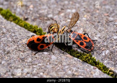 Vespula germanica, Europäische Wespe, Deutsche Wespe oder Deutsche Gelbweste füttert an Pyrrhocoris apterus, Feuerwanzen, rote Feuerwanzen, Linden, sap saugen, re Stockfoto