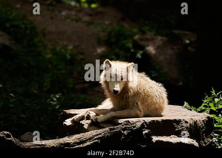 Wolfsrudel von großen und weißen Hudson Bay Wolf, lebt in der Artik und an der nordwestlichen Küste der Hudson Bay in Kanada, Nordamerika. Canis lupus hudso Stockfoto