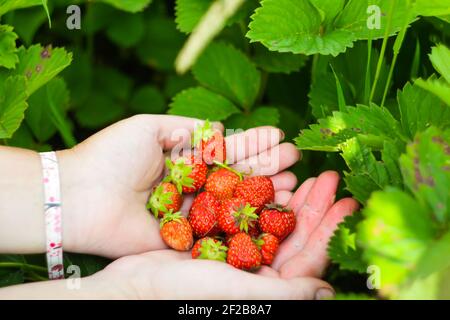 Nahaufnahme Frauen mit zwei Händen halten frisch gepflückte helle rote Erdbeeren in einer Bio-Pick-your-own Farm. Zeigt selbst pflücken lecker saftig und Stockfoto