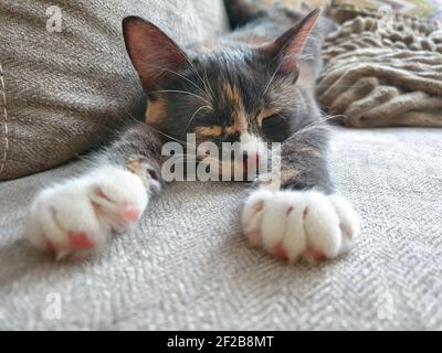 Tricolor Katze schläft mit ihren weißen Pfoten ausgestreckt, ein graues Kätzchen schläft auf der Couch Stockfoto