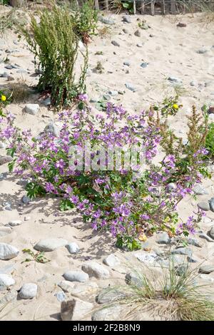 Gemeine Malbe wächst am Strand von Conwy Snowdonia North Wales Stockfoto