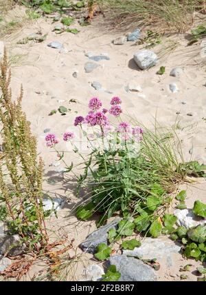 Gewöhnlicher Baldrian, der am Strand von Morfa Conwy Conwy Snowdonia North Wales wächst Stockfoto