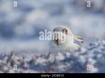 Ein helläugige Berghare kauerte sich hinter einem Ufer Schnee - Schottland Stockfoto