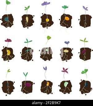 Satz von wachsenden Samen - Vektor-Illustrationen Stock Vektor