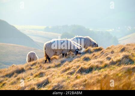 Schafe weiden auf einem Hügel im Peak District Stockfoto