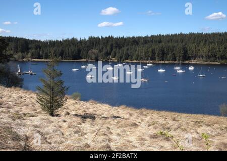 Segelboote, Bull Crag, Kielder Water, Northumberland an einem Frühlingstag, England, Großbritannien. Stockfoto