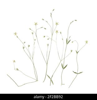 Gepresste und getrocknete Wiesenblumen. Gescanntes Bild. Vintage Herbarium. Zusammensetzung der Blumen auf weißem Hintergrund. Stockfoto