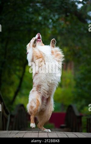 Schöne Merle australischen Schäferhund tanzen auf einer Brücke Stockfoto