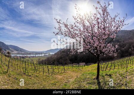 Aprikosenbäume im Frühling in Wachau, Österreich Stockfoto