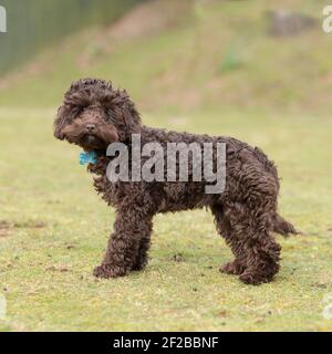 Cockapoo Welpe Stockfoto