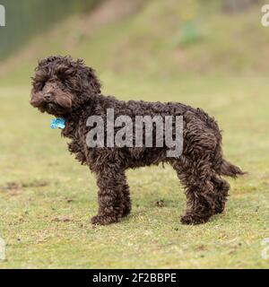 Cockapoo Welpe Stockfoto