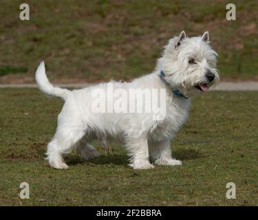 west Hochland weiß Terrier Hund Stockfoto