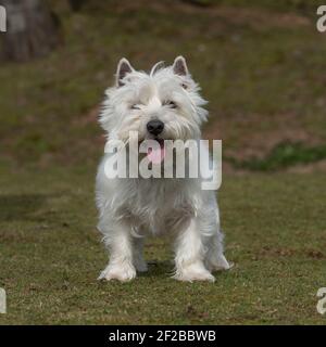 west Hochland weiß Terrier Hund Stockfoto