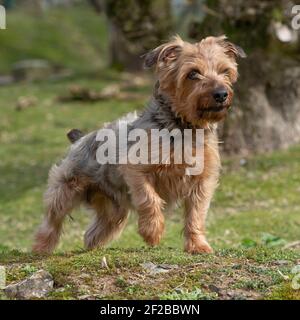 Yorkshire-terrier Stockfoto
