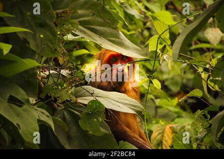 Ein rotgesichter, langschwänziger Makaken, der sich im Dschungel Vietnams unter dem Laub versteckt Stockfoto