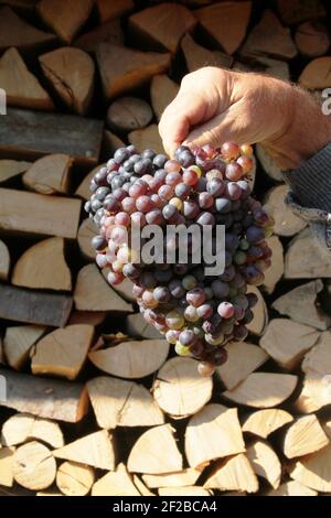 Vrancea, Rumänien. Person, die ein großes Bündel Trauben hält. Stockfoto