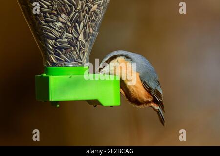 Eurasischer Nuthatch (Sitta europaea), der von einem Vogelfutterhaus isst Stockfoto