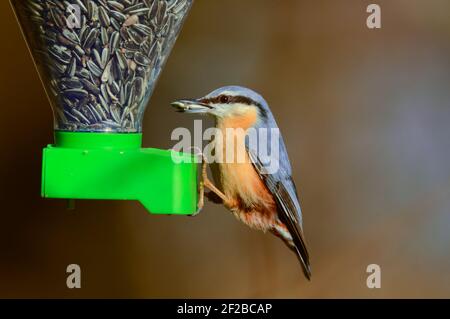 Eurasischer Nuthatch (Sitta europaea), der von einem Vogelfutterhaus isst Stockfoto