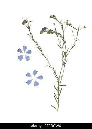 Gedrückt und getrockneten Blumen. Das gescannte Bild. Vintage Herbarium. Zusammensetzung der Gras und blauen Blumen auf einem weißen Hintergrund. Stockfoto