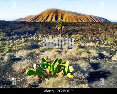 Kaktus wächst in einem Lavafeld, Lanzarote, Kanarische Inseln, Spanien Stockfoto