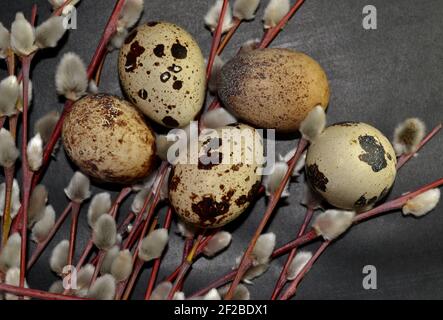 Osterschwanzeier und Weidenzweige auf dunklem Hintergrund Stockfoto