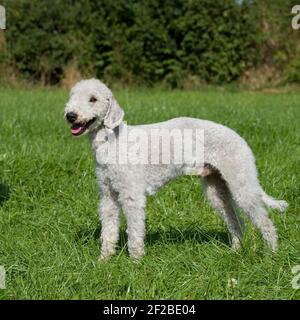 Bedlington Terrier Dog Stockfoto