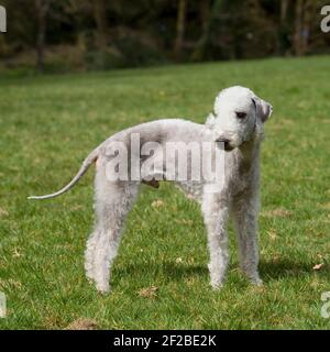 Bedlington Terrier Dog Stockfoto