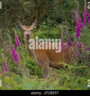 Rotwild Weiblich Stockfoto