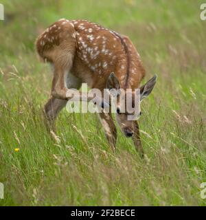 Rothirsch Baby Kalb, Stockfoto