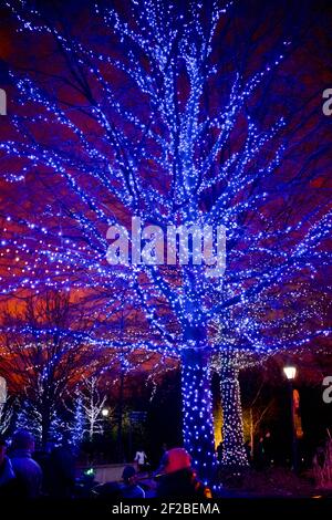 Bright Blue Lights on Tree at Zoo Lights Night im Smithsonian National Zoological Park im Dezember jedes Jahres, um die Saison zu feiern. Stockfoto
