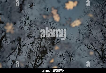 Berlin, Deutschland. März 2021, 11th. Bäume spiegeln sich in einer Pfütze des Regens. Quelle: Paul Zinken/dpa-Zentralbild/dpa/Alamy Live News Stockfoto