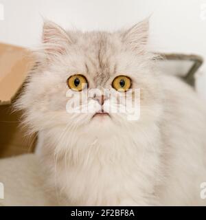 Birman cat Stockfoto