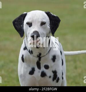 dalmatinischen Stockfoto