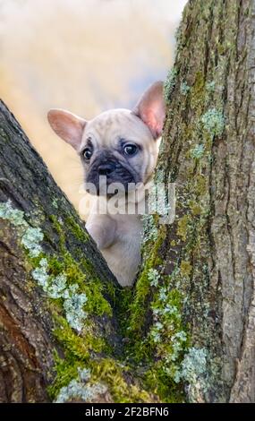 Niedliche französische Bulldogge Puppy, acht Wochen alte, fawnfarbene Hündin, schaut durch eine moosbedeckte Astgabel Stockfoto